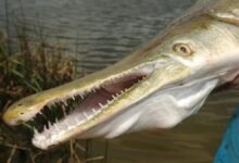 Alligator gar