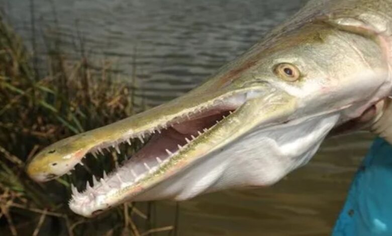 Alligator gar