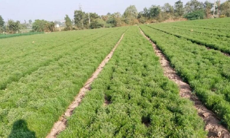 જીરુંના વાવેતરો આગામી દિવસ રાખજો ધ્યાન, હવામાન નિષ્ણાતે કરી મોટી આગાહી