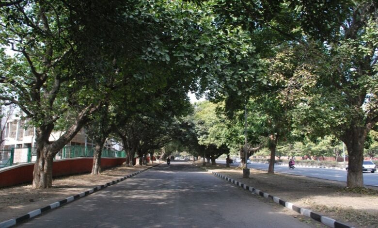 પહેલા વૃક્ષો વાવો પછી કાપો, અમદાવાદમાં વિકાસના નામે આડેધડ 400 જેટલા વૃક્ષો કાપશે