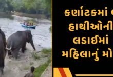 Karnataka elephant video