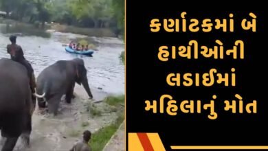 Karnataka elephant video